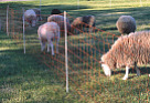 Standard 42" tall electric sheep net fence