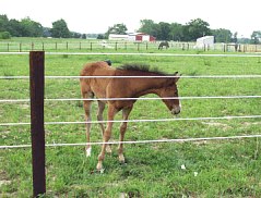 FENCING FOR HORSES - HORSE FENCE - PERMANENT HIGH TENSILE