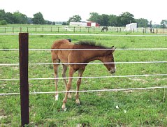 ELECTROBRAID - HORSE FENCE -ELECTROBRAID HORSE FENCING