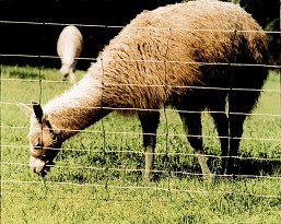 Universal Net fence
