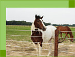 safe horse fence with coated high tensile wire