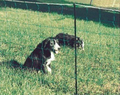 Countryside green electric net fencing used for dog pens