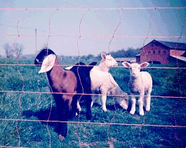Electric Netting fence for goats & lambs