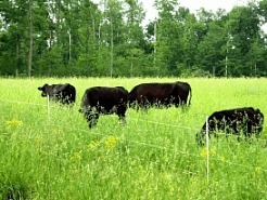 3 strand electric cattle fence in Indiana