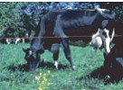Hot Strand portable electric fence for dairy cattle