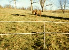 Trail ride kit portable horse fence