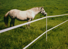 Two strand Horse Tape horse fence