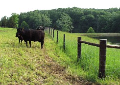 MAX-FLEX High Tensile Woven Wire Fence