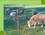 electric net fence with sheep netting