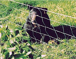 Countryside green electric net fence controlling bears