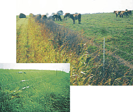 electric fences with heavy weed loads powered by a Maxim fence charger