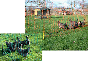 electric poultry nets are 44" tall