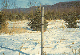 electric deer fence of high tensile wire protecting Christmas trees